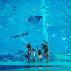 【春季大促】三亚亚特兰蒂斯酒店，三亚亲子度假胜地，一段全家难忘的海洋奇幻之旅，水世界水族馆畅玩 商品缩略图4