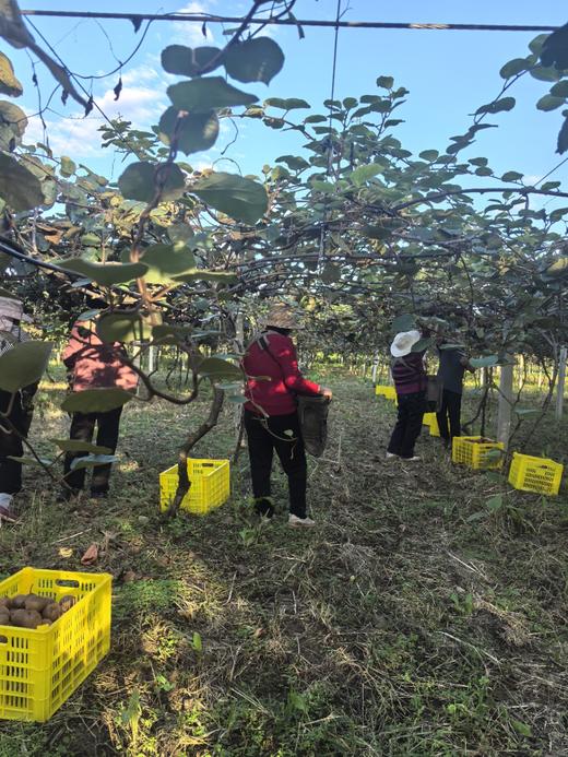 朴愿甄选  有机瑞玉猕猴桃 商品图9