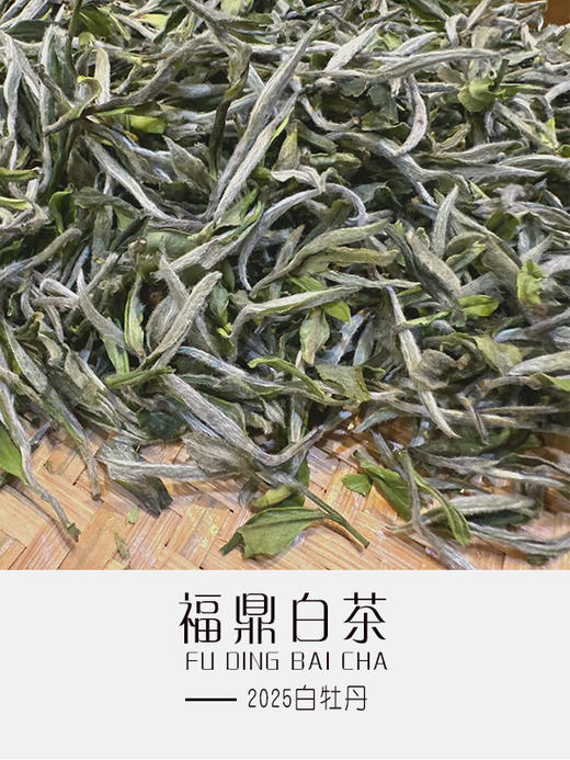 2026年白牡丹 商品图1