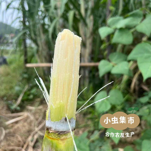 湖南生态青皮甘蔗5斤 | 合作农友生产，来自湖南邵阳，生产者：廖敦祥 *【公平贸易农人定价】 商品图7