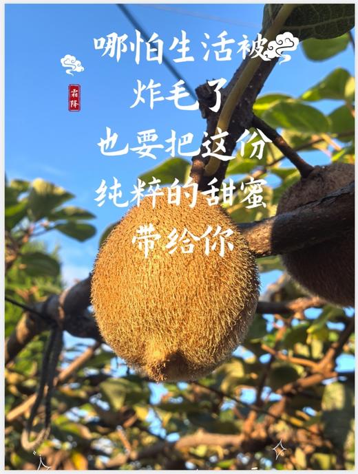 朴愿甄选  有机瑞玉猕猴桃 商品图0