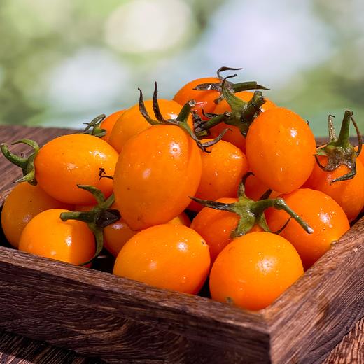 攀枝花高山露天多色口感小番茄 商品图1