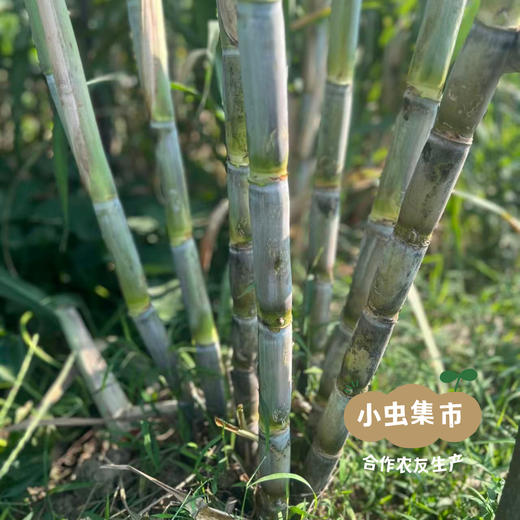 湖南生态青皮甘蔗5斤 | 合作农友生产，来自湖南邵阳，生产者：廖敦祥 *【公平贸易农人定价】 商品图11