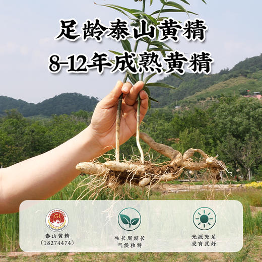 李时珍·泰山黑金黄精 150g/罐 商品图1