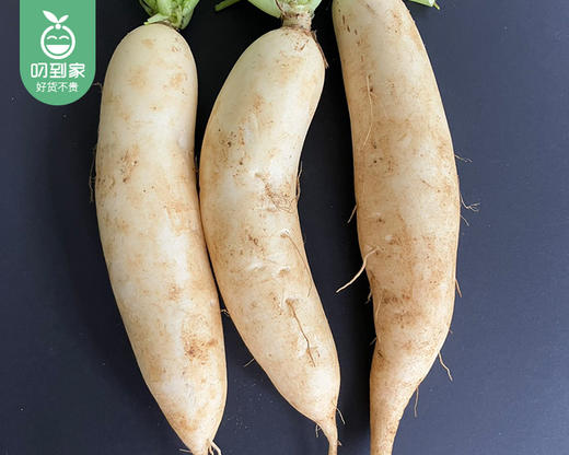 有艺田高山丑萝卜（白萝卜）/1份（1.5kg±100g） 商品图4