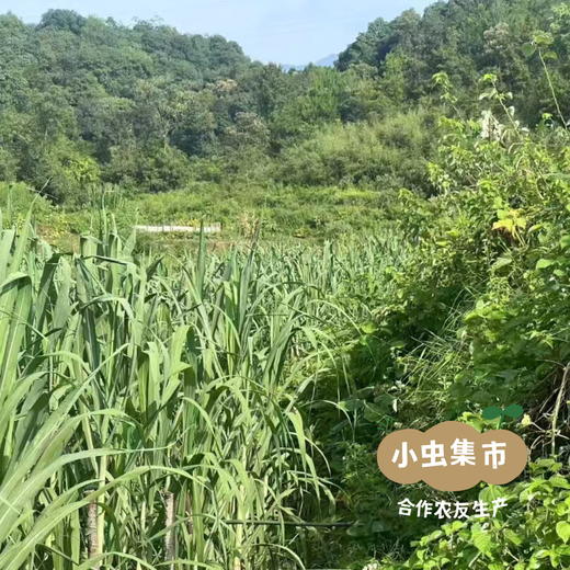 湖南生态青皮甘蔗5斤 | 合作农友生产，来自湖南邵阳，生产者：廖敦祥 *【公平贸易农人定价】 商品图9