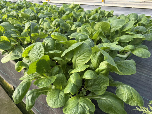 特惠礼包：母鸡+散养鸡蛋15枚+生态蔬菜5包（300元包邮) 商品图5