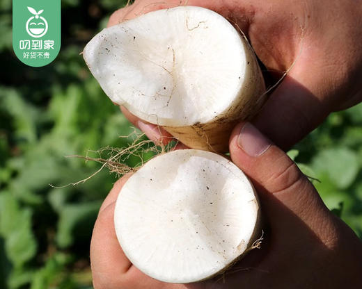 有艺田高山丑萝卜（白萝卜）/1份（1.5kg±100g） 商品图3