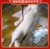 湖熟老字号非遗盐水鸭 商品缩略图3