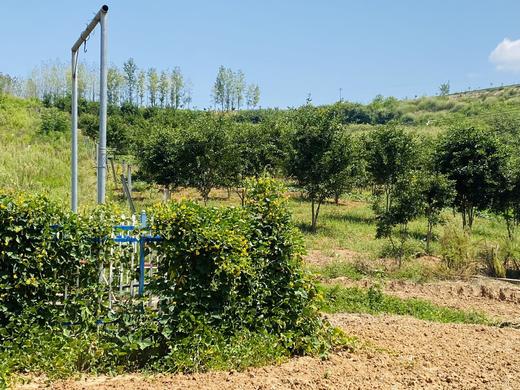 朴愿甄选  有机瑞玉猕猴桃 商品图7