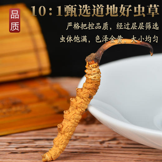 西藏那曲精选冬虫夏草 商品图2