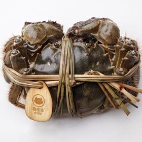 杨桂珍5星系列公蟹3.6两