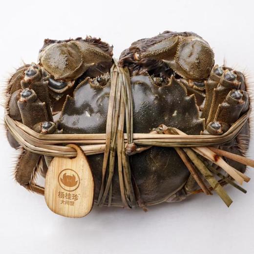 杨桂珍5星系列公蟹3.6两 商品图0