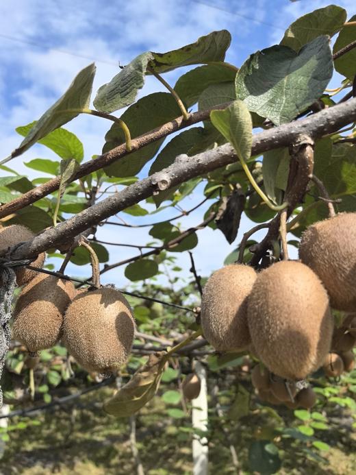 朴愿甄选  有机瑞玉猕猴桃 商品图2