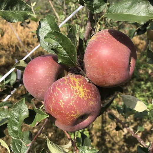 丑果藏甜！大凉山盐源苹果  高山峡谷生长，切开见糖心，香甜多汁，天然好味 商品图2
