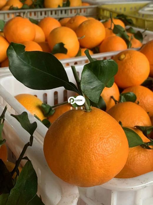 爱媛38号果冻橙！！新鲜上市 商品图4