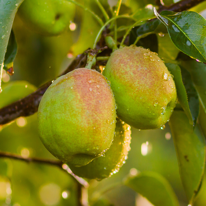 新疆库尔勒香梨