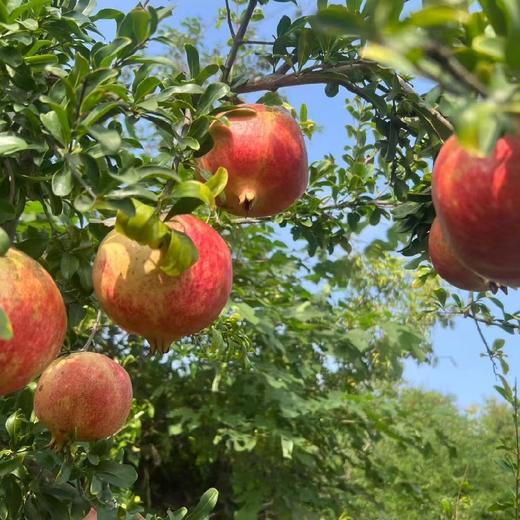 有机 晚熟  突尼斯软籽石榴 商品图1