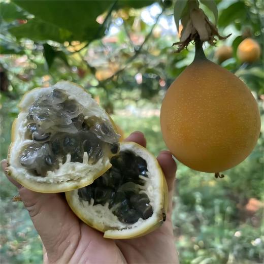 西双版纳热情果 商品图4