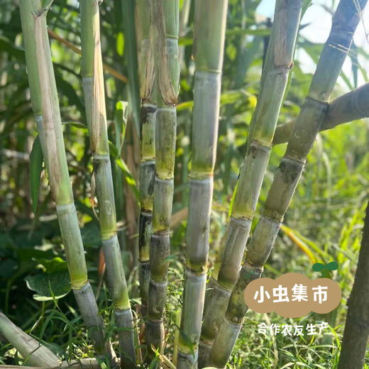 湖南生态青皮甘蔗5斤 | 合作农友生产，来自湖南邵阳，生产者：廖敦祥 *【公平贸易农人定价】 商品图8