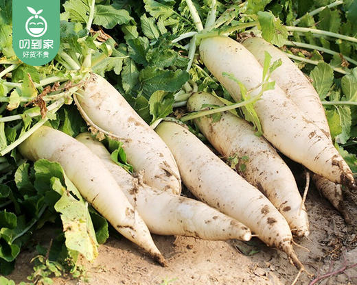 有艺田高山丑萝卜（白萝卜）/1份（1.5kg±100g） 商品图1