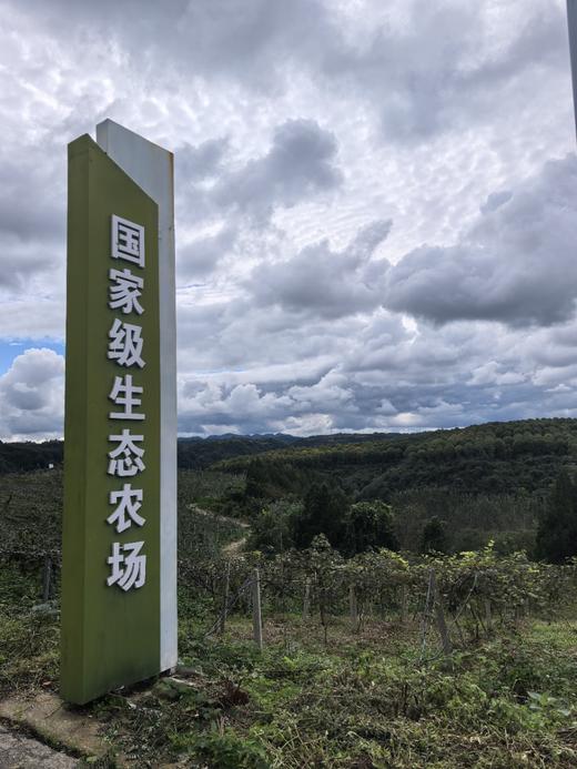 朴愿甄选  有机瑞玉猕猴桃 商品图3