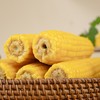 有机黑土地黄糯玉米(8穗)/1.6kg 商品缩略图6