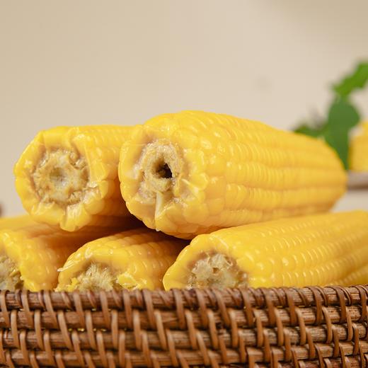 有机黑土地黄糯玉米(8穗)/1.6kg 商品图6