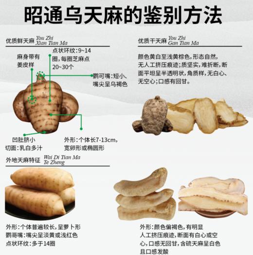 【新鲜乌天麻】云南昭通小草坝林下仿野生种植乌天麻 原始森林 林下生长三年  顺丰发货 商品图3