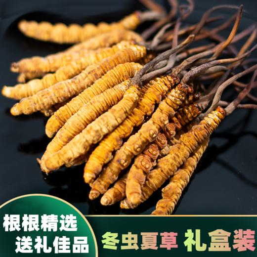 西藏那曲精选冬虫夏草 商品图1
