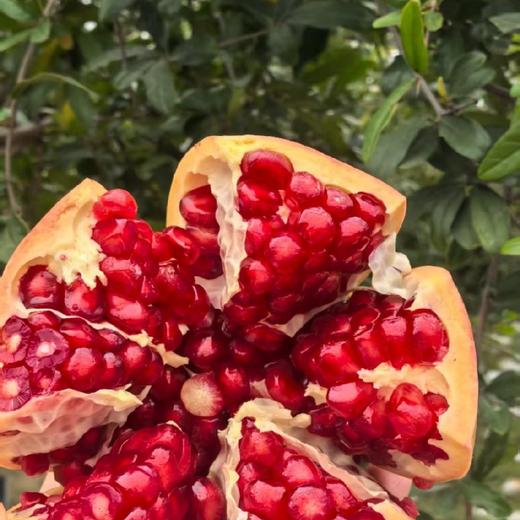 有机 晚熟  突尼斯软籽石榴 商品图0
