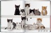 Walter Chandoha. Cats. Photographs 1942–2018 / 沃尔特·尚多哈. 猫 摄影集 1942–2018 /Taschen 原版艺术画册 商品缩略图1
