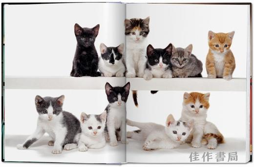 Walter Chandoha. Cats. Photographs 1942–2018 / 沃尔特·尚多哈. 猫 摄影集 1942–2018 /Taschen 原版艺术画册 商品图1