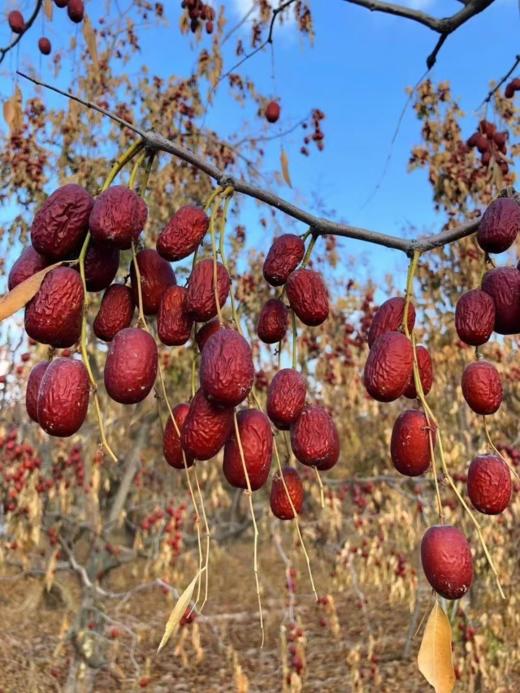 【新疆阿克苏吊干灰枣】纯天然不催熟，挂树上自然风干成熟 商品图6