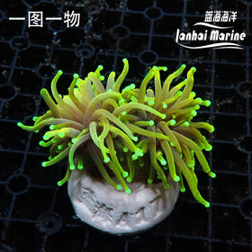 人工龙魂金火柴