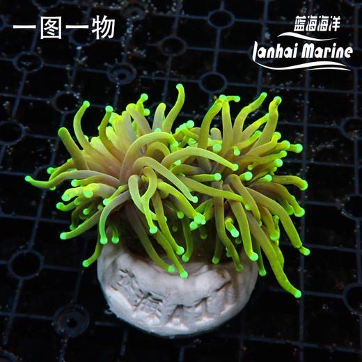 人工龙魂金火柴 商品图0