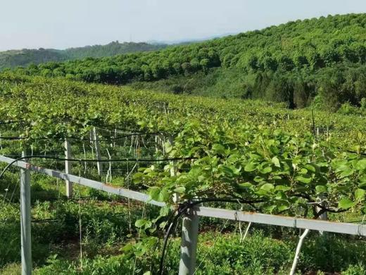 朴愿甄选  有机瑞玉猕猴桃 商品图6