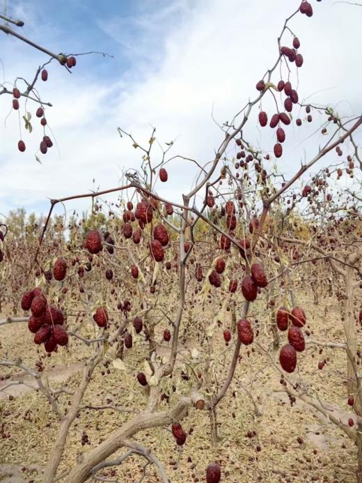 【新疆阿克苏吊干灰枣】纯天然不催熟，挂树上自然风干成熟 商品图5