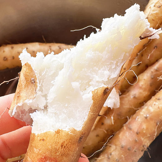 10年才种1季『温县垆土铁棍山药』新鲜现挖，肉质雪白，细嫩紧实，香甜面糯 商品图3