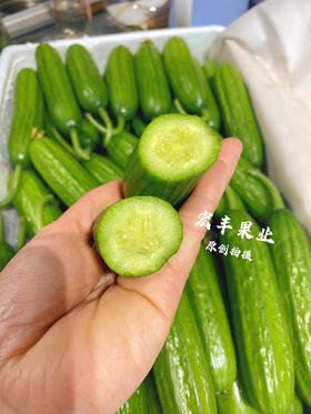 【宏丰精选】水果小黄瓜 清爽可口 可直接生吃  活动价8.8一斤