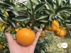 爱媛38号果冻橙！！新鲜上市 商品缩略图2