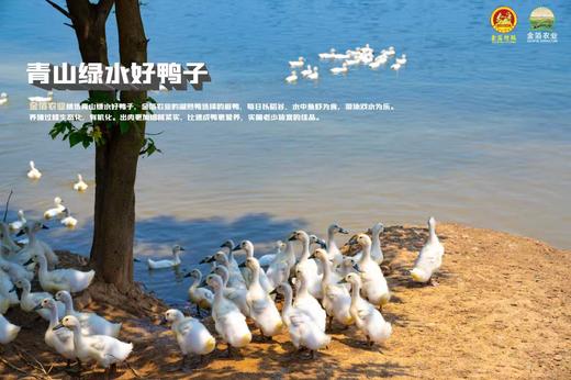 湖熟老字号非遗盐水鸭 商品图4