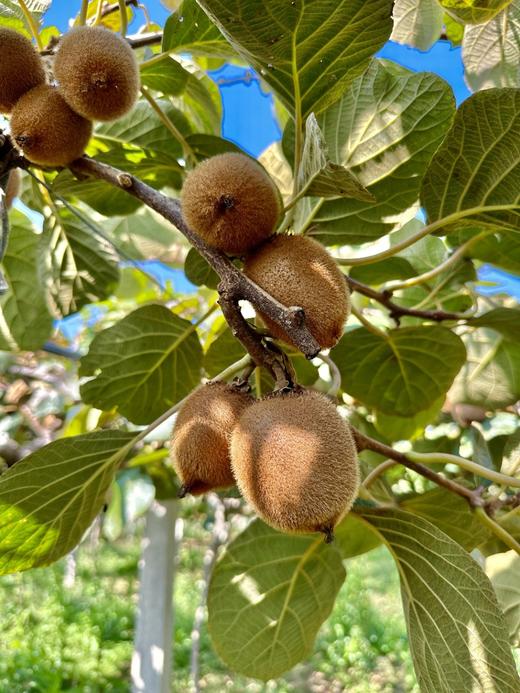 朴愿甄选  有机瑞玉猕猴桃 商品图1