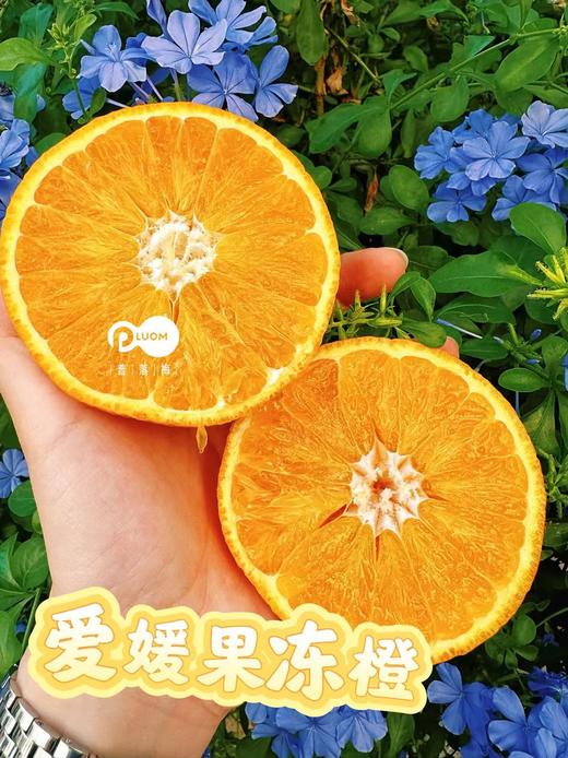 爱媛38号果冻橙！！新鲜上市 商品图1