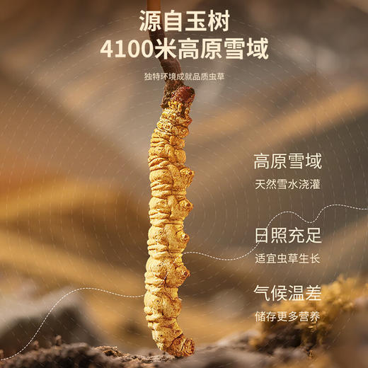 福东海 冬虫夏草9克【约30根】饱满干度足皮盒高档营补品节日送长辈父母 商品图3