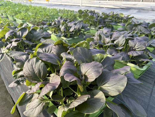 特惠礼包：母鸡+散养鸡蛋15枚+生态蔬菜5包（300元包邮) 商品图4