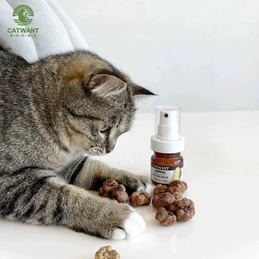 猫咪旺 木天蓼虫瘿果纯露  情绪舒缓  35ml/瓶 商品图1