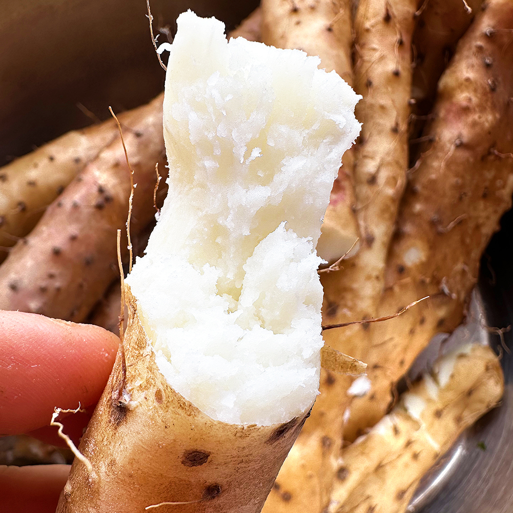 10年才种1季『温县垆土铁棍山药』新鲜现挖，肉质雪白，细嫩紧实，香甜面糯