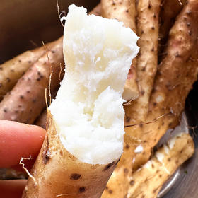 10年才种1季『温县垆土铁棍山药』新鲜现挖，肉质雪白，细嫩紧实，香甜面糯