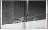 Walter Chandoha. Cats. Photographs 1942–2018 / 沃尔特·尚多哈. 猫 摄影集 1942–2018 /Taschen 原版艺术画册 商品缩略图3